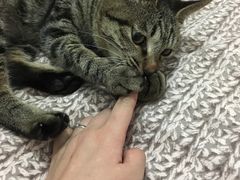 -宠颐生嘉德动物医院