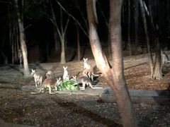 -清迈夜间动物园