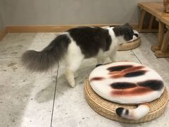 -飞行喵MR PILOT|猫舍·猫咖(静安大融城店)