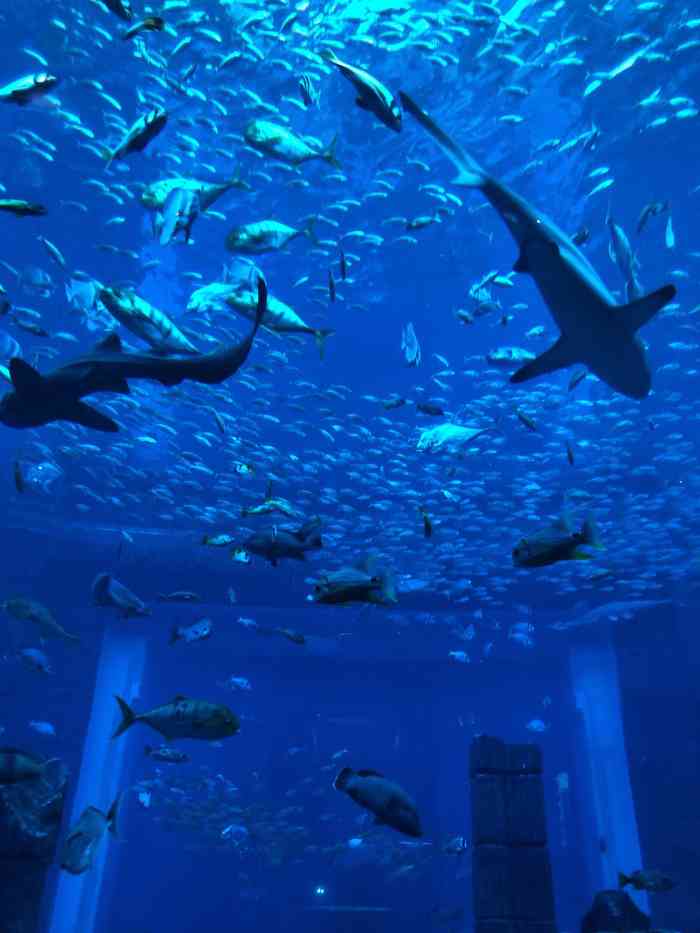 迪拜亚特兰蒂斯失落的空间水族馆