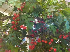 大堂-喜识·冰糖葫芦·炒酸奶(长安万达店)