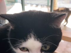 -喵屿·大理花园猫咖