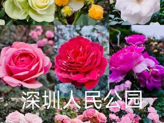 -人民公园(罗湖区)
