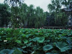 -四川大学(望江校区)