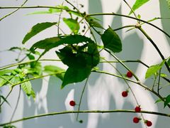 -the fall kaffe乐否咖啡