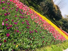 -上海鲜花港