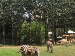 -大连森林动物园