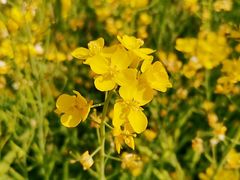 -田园东方蜜桃村的田野营地