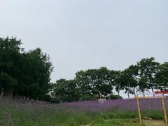 -大塘金香草谷