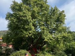 -遵化市禅林寺古银杏风景园