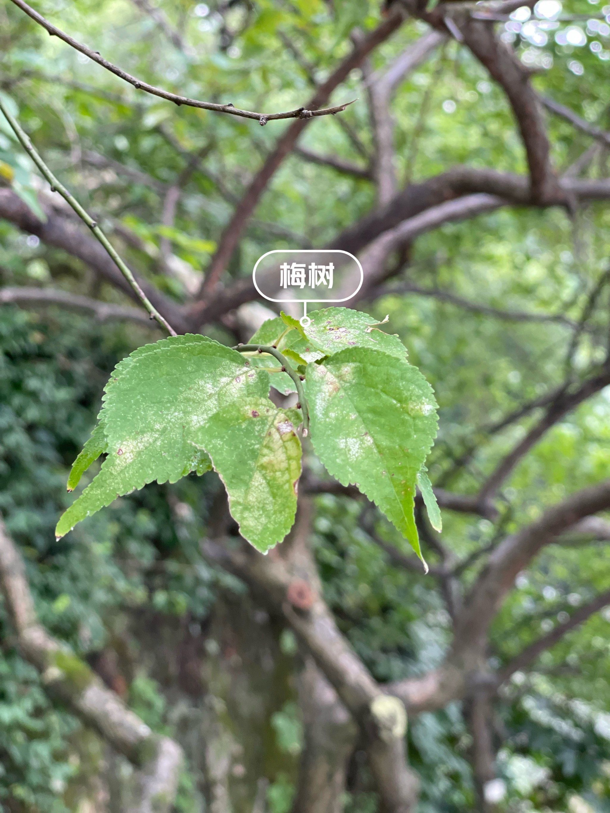 每天认识一种植物91～梅树