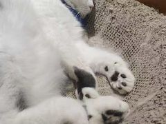 -藏猫猫咖啡主题馆(中央大道店)