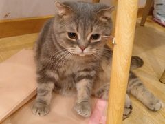 -猫咪派对(江南西店)