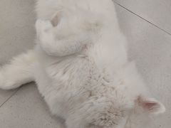 -安格丽娜·狗咖·猫咖羊驼咖(春熙路百盛商场店)
