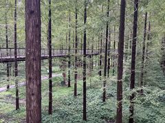 -黄海国家森林公园