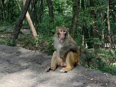 -黔灵山公园