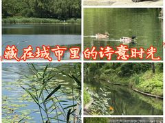 -北坞公园
