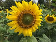-松山湖梦幻百花洲