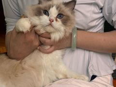 -唐小姐の私宠·宠物洗护美容·撸猫馆·购宠(周浦万达旗舰店)