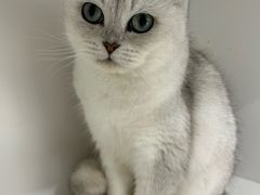 -喵的天空名猫咖啡馆·撸猫·猫舍·用品