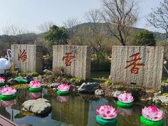 -香雪海