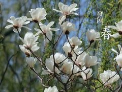 -北京麋鹿生态实验中心