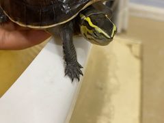 -瑞派名望24h动物医院异宠专科·猫专科·骨科·重症监护分院