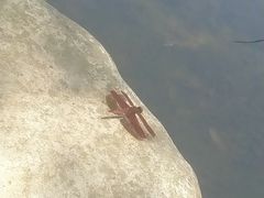 -瑞穗牧场