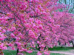 -莲花池公园