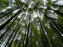 -武陵山森林公园
