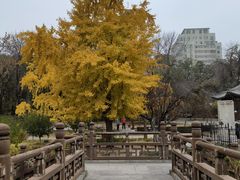 -元大都城垣遗址公园