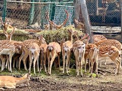 -沈阳森林动物园