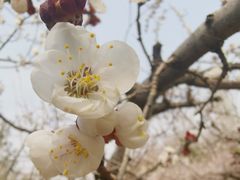 -河北省园博园