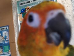 -吉丁鸟咖·异宠·寄养