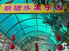 -新塘水果乐园(东洲大道店)