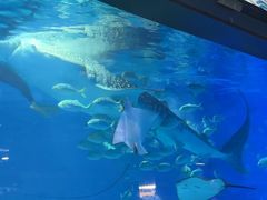 -烟台海昌鲸鲨海洋公园