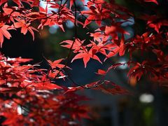 -深业半汤御泉庄温泉