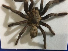 -上海昆虫博物馆