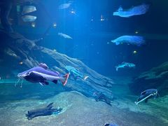 -华夏文旅海洋公园