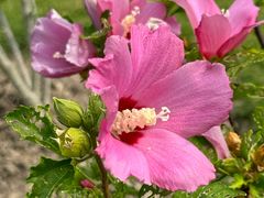 -上海植物园-4号门售票处