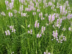 -武清南湖绿博园