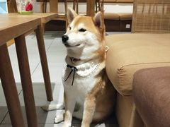 -柴务处·柴犬主题狗咖