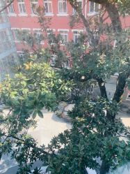 -复旦大学附属妇产科医院(黄浦院区)