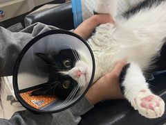 -艾贝尔宠物诊疗