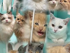 -猫宠乐园·专业洗护