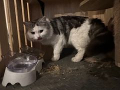 -Mr.Fox狐狸先生超级密室(南山店)