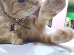 -李小姐の猫咖啡馆(五角场店)