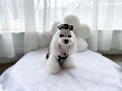 -鑫艺宠物美容培训学校