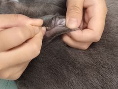 -宠福鑫康馨动物医院·骨科·眼科