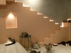 -猫儿山۰猫主题餐厅